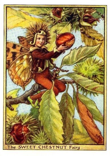 Sweet Chestnut Flower Fairy Vintage Print by Cicely Mary Barker