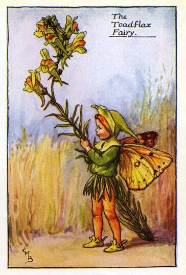 Toadflax Flower Fairy Vintage Print by Cicely Mary Barker