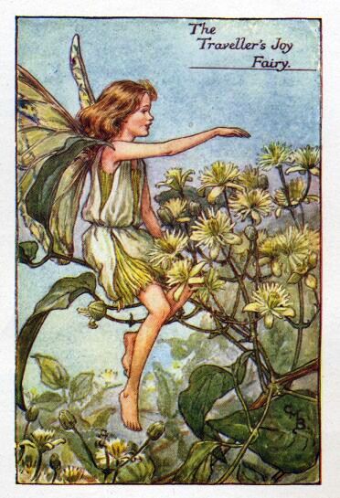 Traveller's Joy Flower Fairy Vintage Print by Cicely Mary Barker