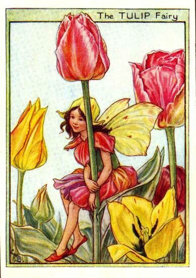Tulip Flower Fairy Vintage Print by Cicely Mary Barker