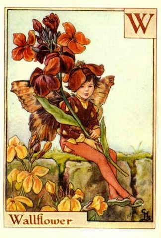 Wallflower Flower Fairy Vintage Print by Cicely Mary Barker