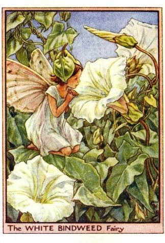 White Bindweed Flower Fairy Vintage Print by Cicely Mary Barker