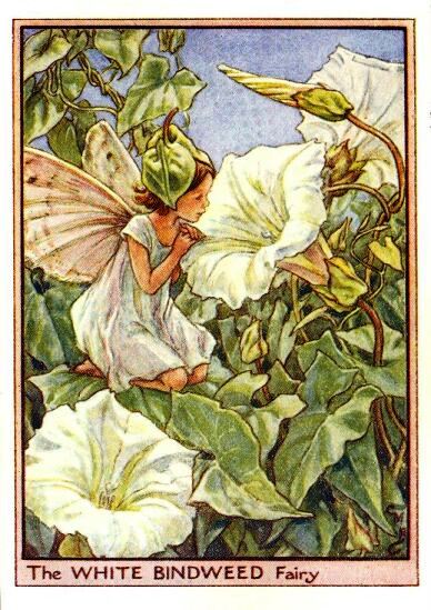 White Bindweed Flower Fairy Vintage Print by Cicely Mary Barker