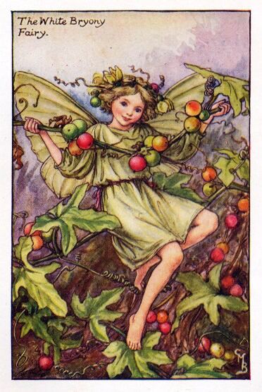 White Bryony Flower Fairy Vintage Print by Cicely Mary Barker