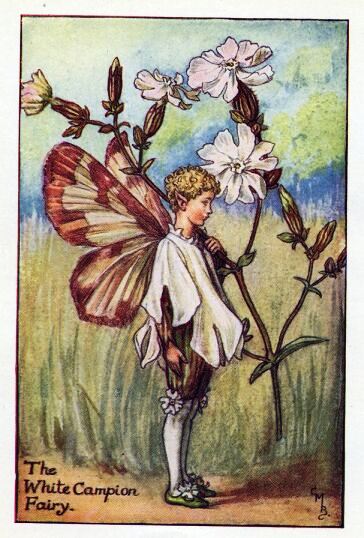 White Campion Flower Fairy Vintage Print by Cicely Mary Barker