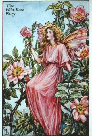 Wild Rose Flower Fairy Vintage Print by Cicely Mary Barker