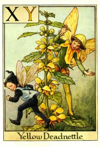 Yellow Deadnettle Flower Fairy Vintage Print by Cicely Mary Barker